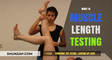 Muscle Length Testing: Understanding Your Body's Flexibility