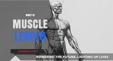 Unlocking Muscle Length: Understanding the Science