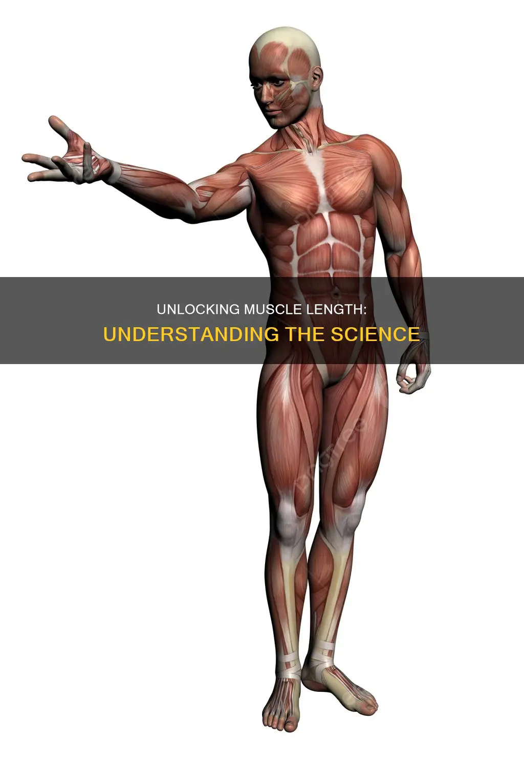 what is muscle length