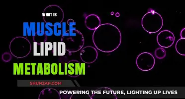 Muscle Lipid Metabolism: Energy Source and Exercise