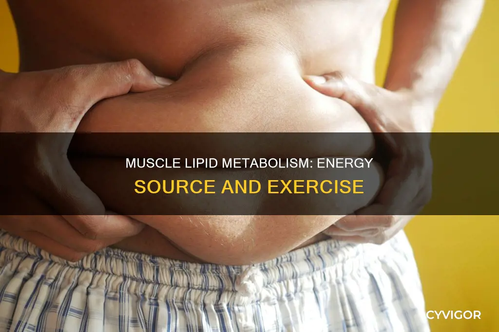 what is muscle lipid metabolism