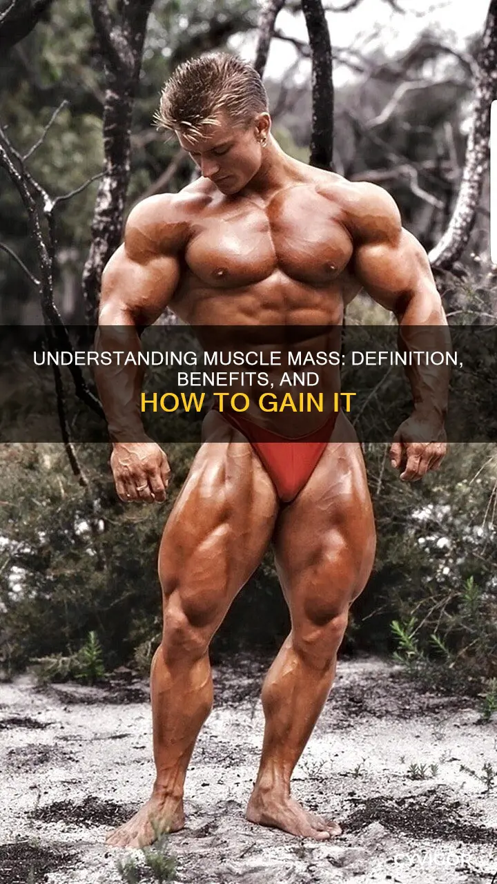 what is muscle mas