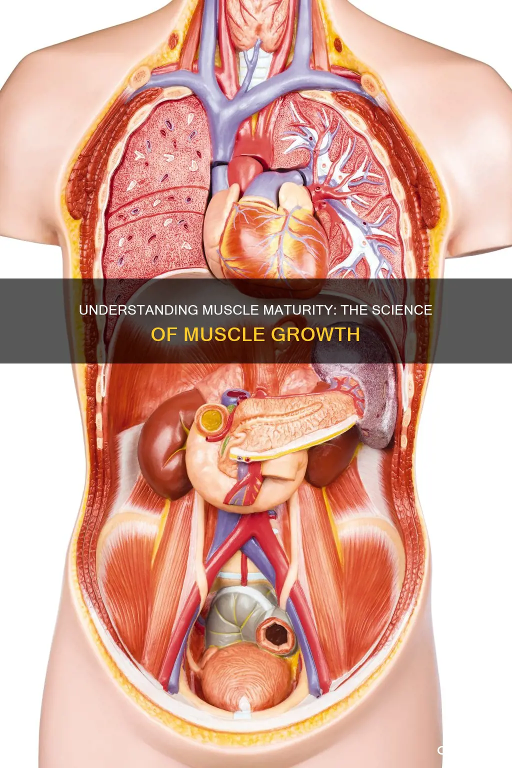 what is muscle maturity