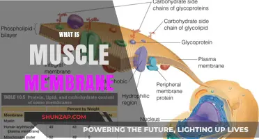 Muscle Membrane: Exploring the Intricacies of Muscular Function