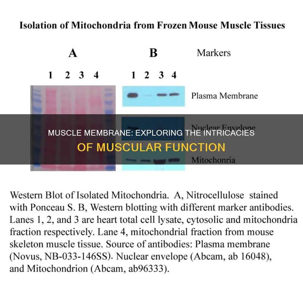 what is muscle membrane