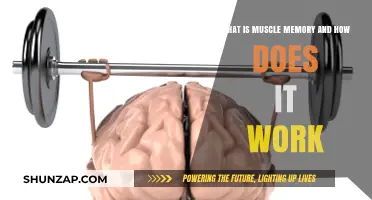 Understanding Muscle Memory: How Your Body Remembers Movement