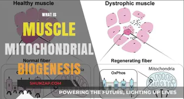 How Muscle Mitochondrial Biogenesis Works
