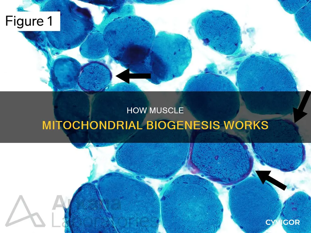 what is muscle mitochondrial biogenesis