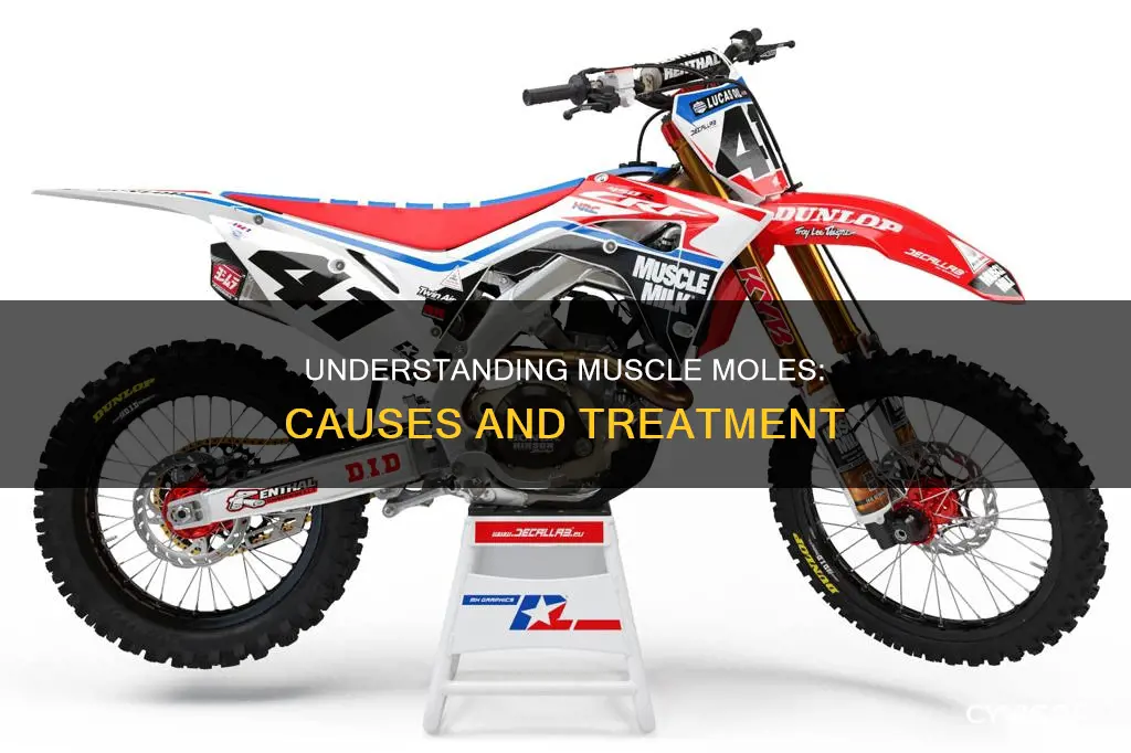 what is muscle moll