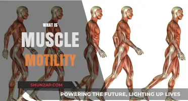 Muscle Motility: Understanding the Intricacies of Muscle Movement