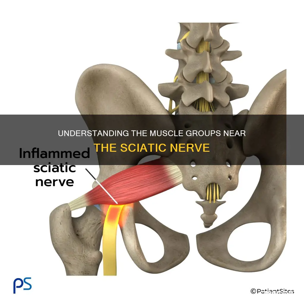 what is muscle near siatica