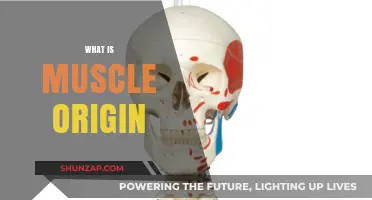 Understanding Muscle Origins: The Foundation of Movement
