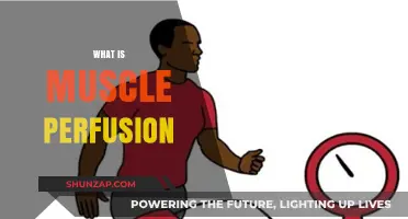 Muscle Perfusion: Enhancing Muscle Performance and Recovery