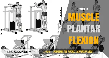 Plantar Flexion: Understanding Muscle Movement and Benefits