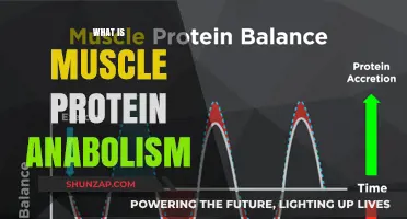 Muscle Protein Anabolism: Building Blocks of Muscle Growth