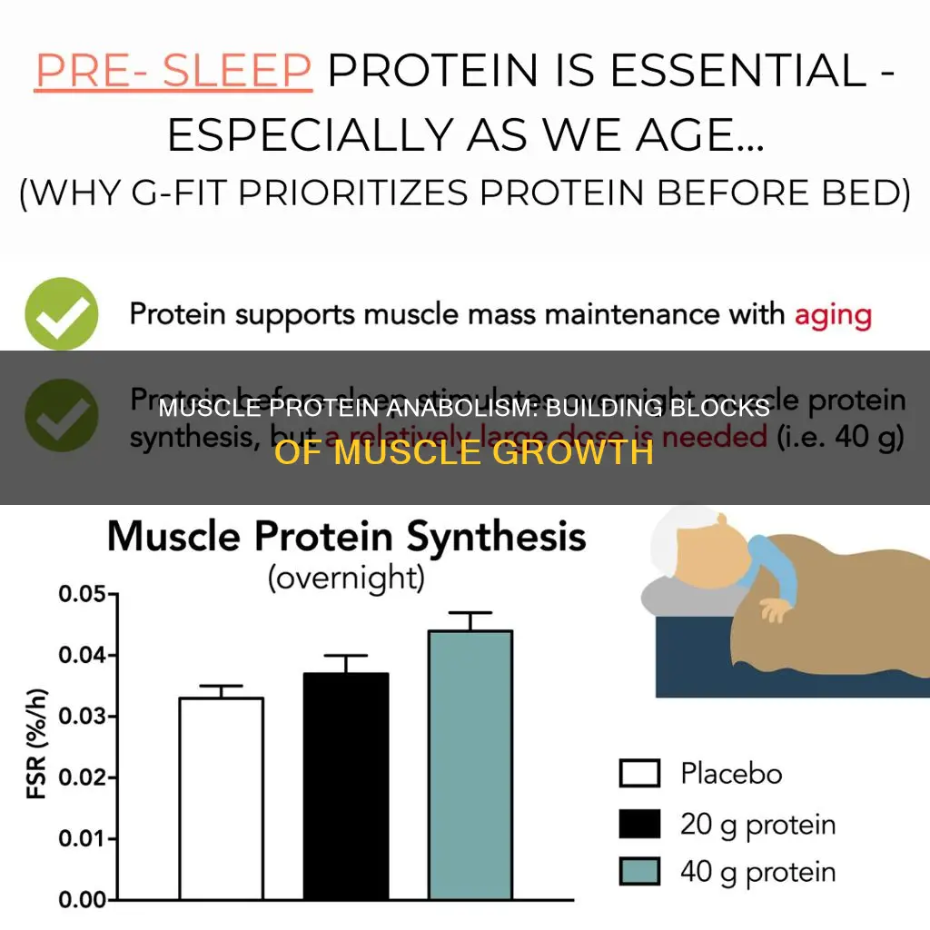 what is muscle protein anabolism