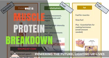 Understanding Muscle Protein Breakdown and Synthesis