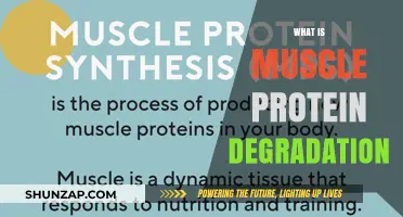 Understanding Muscle Protein Degradation and Its Impact