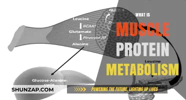 Muscle Protein Metabolism: Unlocking Muscle Growth Secrets