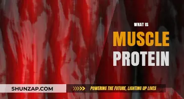 Muscle Protein: Building Blocks of Strength