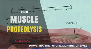 Muscle Proteolysis: Understanding Muscle Breakdown