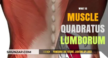 Understanding the Quadratus Lumborum Muscle Function