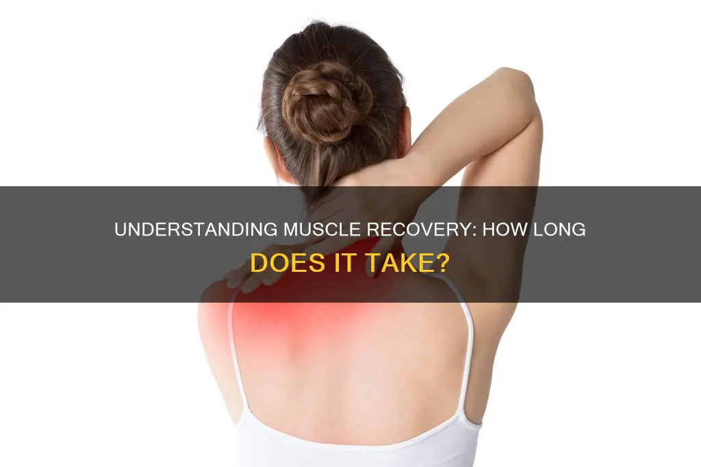what is muscle recovery time