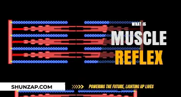 Understanding Muscle Reflex: How Does it Work?