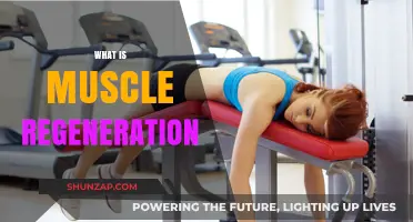 How Muscle Regeneration Works: The Ultimate Guide