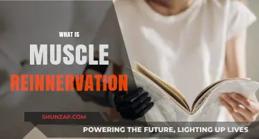 Unlocking Muscle Reinnervation: A Powerful Technique