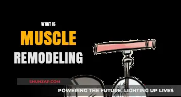 Muscle Remodeling: Understanding the Science of Muscle Transformation