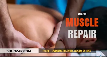 Muscle Repair: Understanding the Body's Healing Process