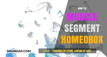 Muscle Segment Homeobox: Unlocking Muscle Development Secrets
