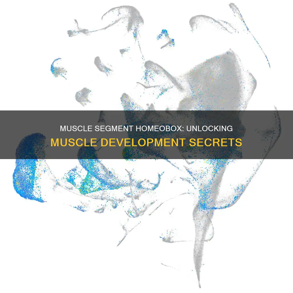 what is muscle segment homeobox