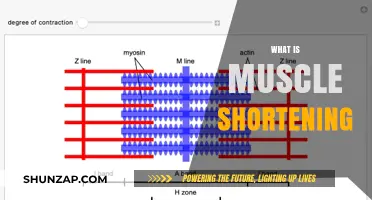Understanding Muscle Shortening: Causes and Effects