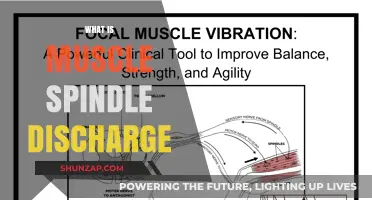 Understanding Muscle Spindle Discharge and Its Impact