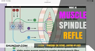 Understanding Muscle Spindle Reflexes: The Basics