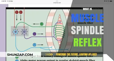 Understanding Muscle Spindle Reflex: A Vital Neural Mechanism