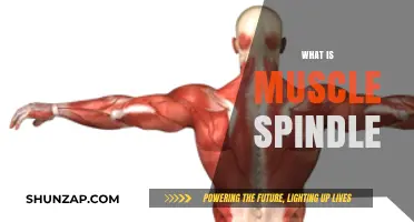 Understanding Muscle Spindles: Their Role and Function