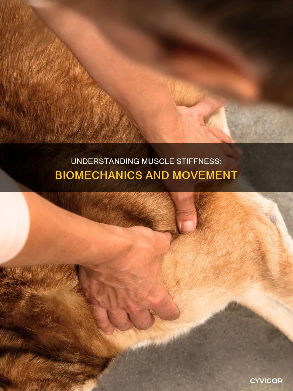 what is muscle stiffness biomechanics