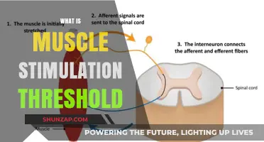 Understanding Muscle Stimulation Thresholds for Optimal Training