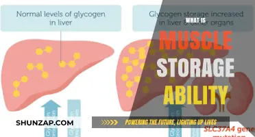 Muscle Storage Capacity: Understanding the Science