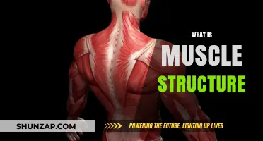 Understanding Muscle Structure: Building Blocks of Movement