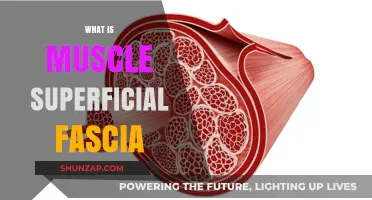 Explore Superficial Muscle Fascia: What, Where, and Why