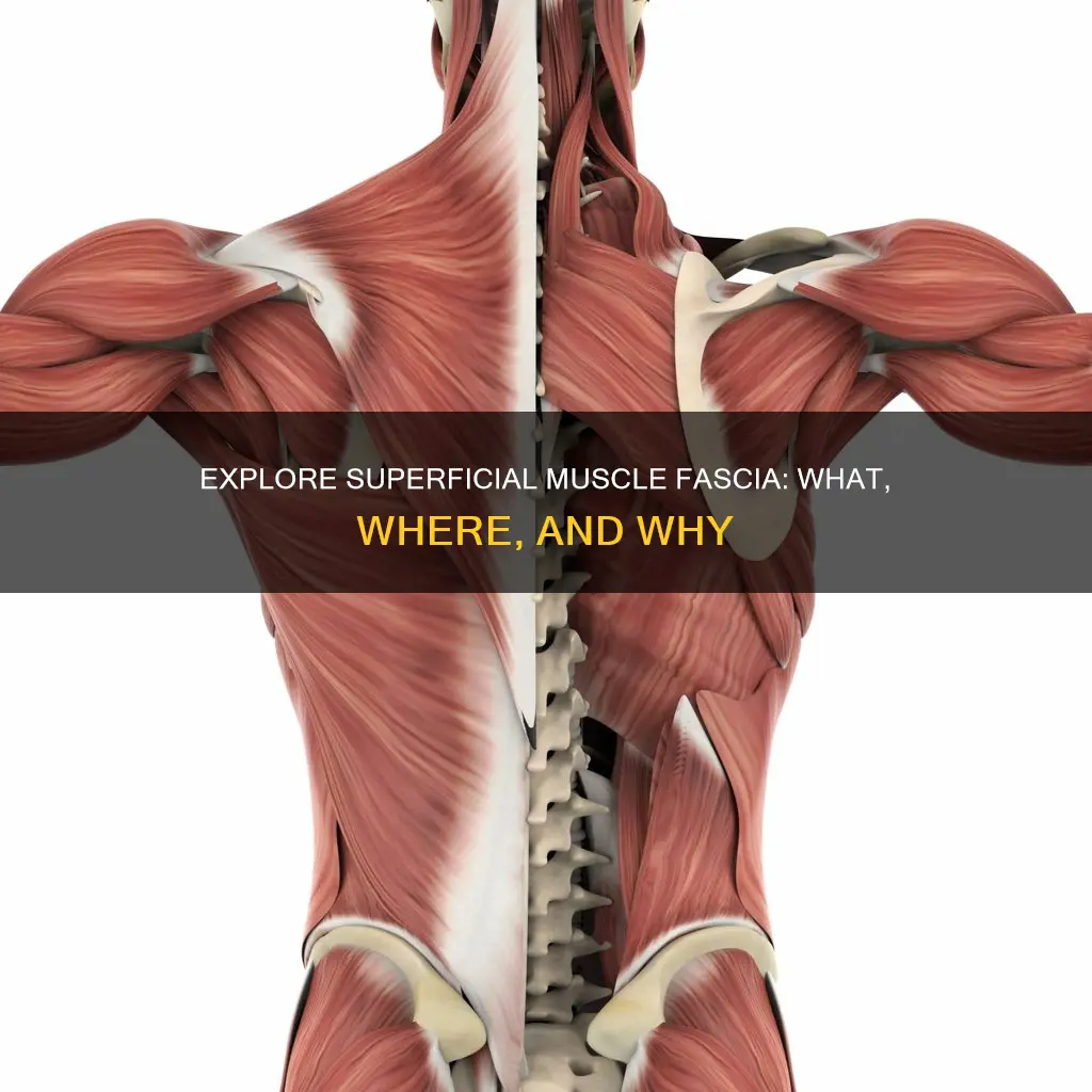 what is muscle superficial fascia