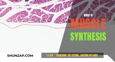 Understanding Muscle Synthesis: Building Blocks of Muscle Growth