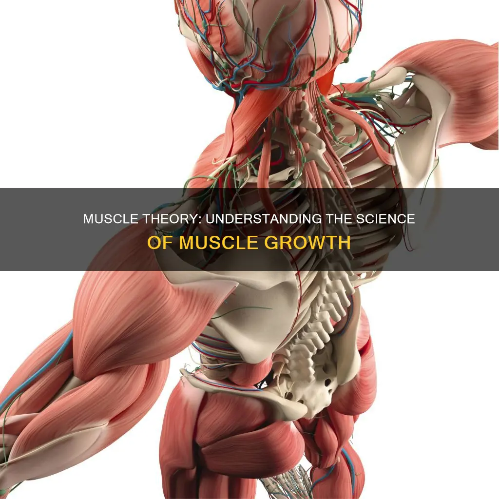 what is muscle theory
