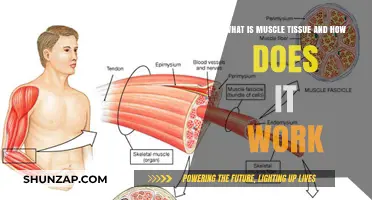 Understanding Muscle Tissue: Structure, Function, and How It Powers Movement
