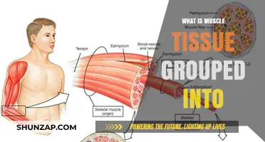 Understanding Muscle Tissue Types: Classification and Function Explained