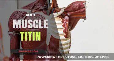 Understanding Muscle Strength: The Role of Titin